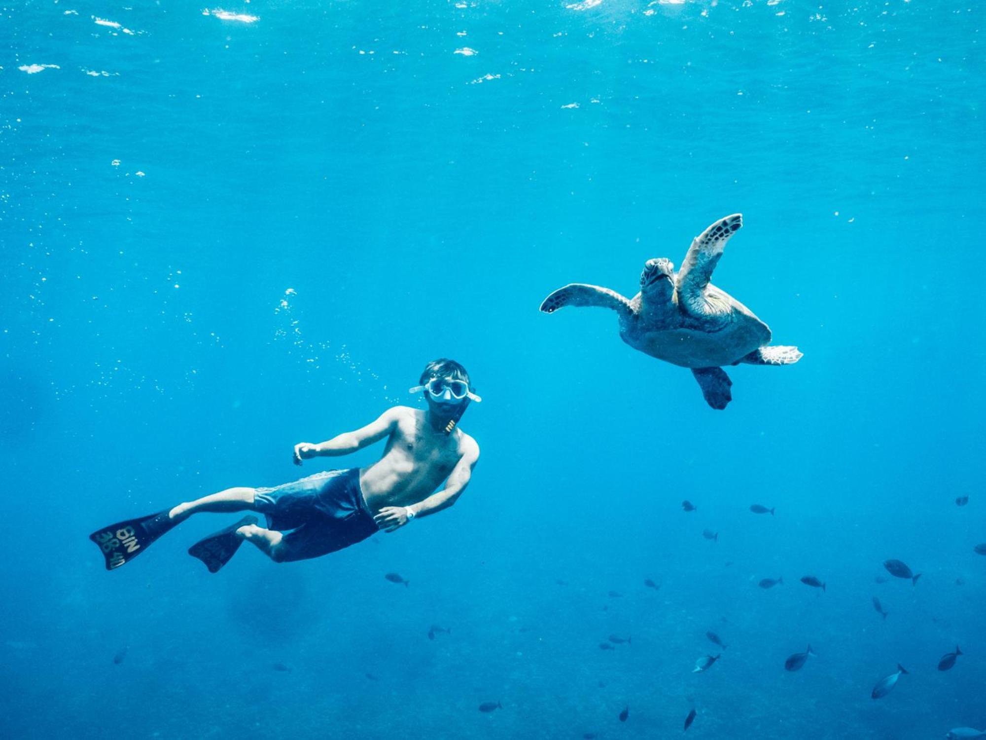 A Pousada Mad Monkey Gili Trawangan Exterior foto A green sea turtle and a free-diver